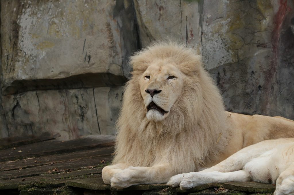 lion, african lion, white lion-7529927.jpg
